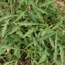 Image result for Diplotaxis tenuifolia