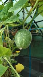 Image result for Cucumis humifructus