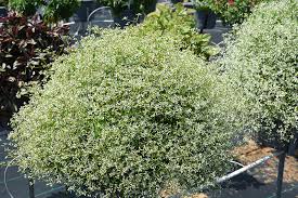 Image result for Euphorbia graminea