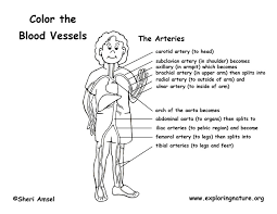 Bleeding, also known as a hemorrhage, haemorrhage, or simply blood loss, is blood escaping from the circulatory system from damaged blood vessels. Blood Vessels Labeled Coloring Page