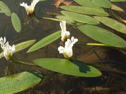 Image result for Aponogeton desertorum