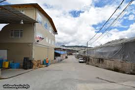Fresh strawberries and their ice. Kc Kwang Sons Grape Farm