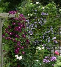 Check spelling or type a new query. 8 Clematis Warszawska Nike Ideas Clematis Plants Flowers