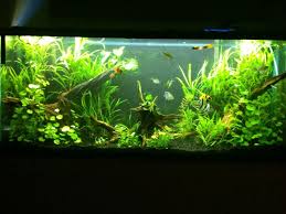 55 Gallon Planted Tank With Driftwood 55 Gallon Planted Tank Fresh Water Fish Tank Aquarium Fish Tank Aquascape Aquarium