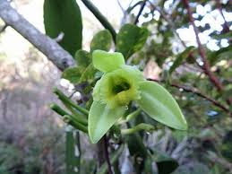 Image result for Vanilla planifolia