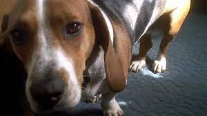 Bagle Hound Basset Hound Beagle Mix Info Pics Facts Puppies Doggie Designer