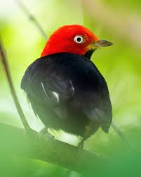 Image result for Adenocarpus mannii