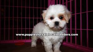 Maybe you would like to learn more about one of these? Maltipoo Puppies For Sale In Texas Craigslist 07 2021