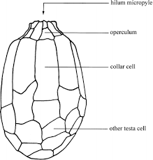 In oct 2015, wct holdings berhad, through its subsidiary wct precious development sdn bhd (wctpd), agreed to purchase a land plot within trx for a sum of. Begoniaceae Springerlink