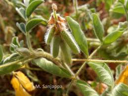 Image result for Indigofera astragalina-hirsuta