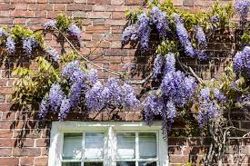 To add the relaxing feeling of a garden to an indoor room, try painting a trellis with wisteria vines (or any other kind of vine that you like) to one wall of the room. How To Grow Wistera Thompson Morgan