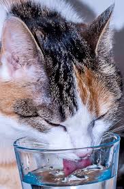 So obviously your cat is going to. Is Your Cat Drinking A Lot Of Water Find Out Why On The Happy Cat Site
