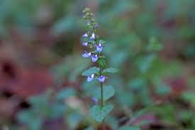 Image result for Isodon ramosissimus