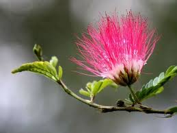 Heirloom 150 Seeds Albizia Julibrissin Mimosa Tree Pink Siris Persian Silk Tree Shrub Pink Flower T032 Amazon Co Uk Garden Ou Cvety Tkanevye Cvety Rasteniya