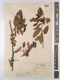 Image result for Combretum falcatum