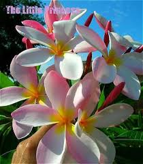 Heirloom30 Seeds Plumeria Mixed Colors Flower Fresh And Colorful High Quality Seeds Plumeria Rubra Frangipani Sale Diy Plant