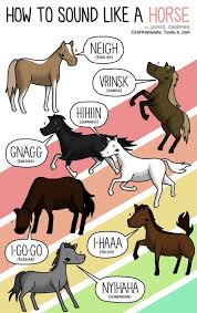 What Does The Horse Say Animal Sounds Funny Horses Horses