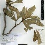 Image result for Argomuellera