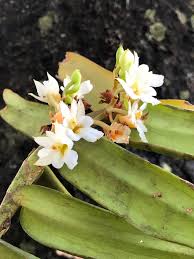 Image result for Calyptrochilum