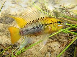 Mikolji Mikolji Com Image Dwarf Cichlid Apistogramma Pedunculata 069 Mikolji Https Mikolji Com Image Dwarf Cichlid Apistogramma Pedunculata Goruntuler Ile Akvaryum Balik