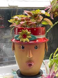 Jade plant care tips for low sunlight areas