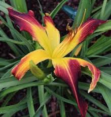 Grand Kids Daylily Farm