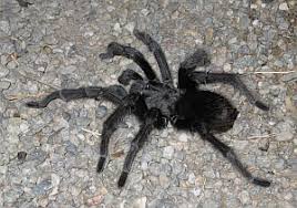 The western black widow ( latrodectus hesperus) the desert recluse ( loxosceles deserta) the chilean recluse ( loxosceles laeta) black widow bites are somewhat common in the california, since this spider often lives in close. Spiders Of San Francisco Bay Area Sfbaywildlife Info