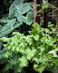 Image result for Microsorum punctatum