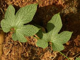 Image result for Peponium