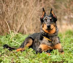 Beauceron puppies for sale price. Harlequin Beauceron Puppies For Sale Off 52 Www Usushimd Com