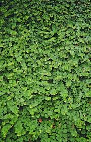 Image result for Eriosema pentaphyllum