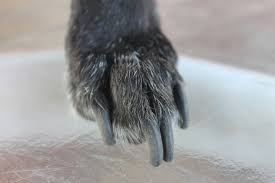 t my dog s nails i don t know