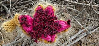 Image result for Cactaceae