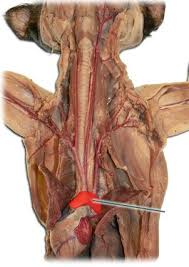 Arteries superficial temporal artery occipital artery internal carotid artery external carotid artery vertebral artery brachiocephalic trunk axillary artery anterior. Cat Blood Vessels Flashcards Quizlet