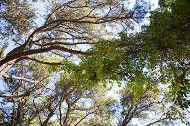 Here are some strategies that you can use to help the mafia. It S Time For Bittersweet To Get Out Of Town Martha S Vineyard Magazine