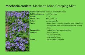 Image result for Nesaea cordata