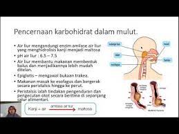 Bab 9 biologi tingkatan 4. Biologi Tingkatan 4 Kssm Bab 9 Subtopik 9 1 Hingga 9 2 2 Youtube