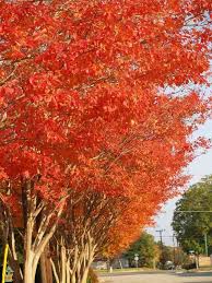 Natchez Crape Myrtle Myrtle Tree Crape Myrtle Crepe Myrtle Trees