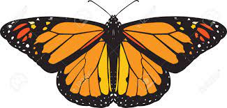 We did not find results for: Monarch Butterfly Vector Royalty Free Cliparts Vectors And Stock Illustration Image 5260754
