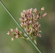 Image result for Juncus punctorius
