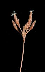 Image result for Bulbostylis hispidula