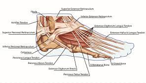 A tendon is a band of tissue that connects a the two peroneal tendons in the foot run side by side behind the outer a. Foot Anatomy Tendon Muscle Bone Foot Angle Hand Foot Png Pngwing