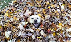 Sadly, some dogs should never be allowed to participate in jumping activities. Freeport Dog Loves Leaping Into Leaves And The Internet Loves Her Lewiston Sun Journal