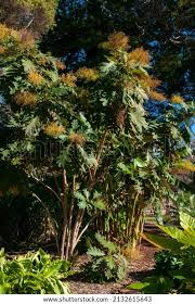 Image result for Bocconia arborea