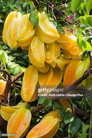 Image result for Averrhoa carambola