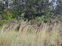 Image result for Hyparrhenia rufa