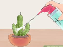With the dust removed, your leaves should look shiny and clean. How To Clean Plant Leaves Laptrinhx