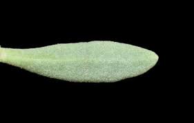 Image result for Pluchea bequaertii