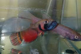 See more of betta macrostoma on facebook. Betta Macrostoma Wild Caught Wholesale Indonesia Tropical Fish Aquarium Fish Rare Exotic Fish Exporter