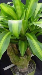 We did not find results for: Plantes D Interieur Pour Coins Peu Eclaires La Presse